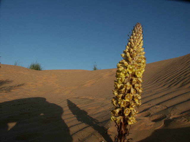 Blume.JPG
